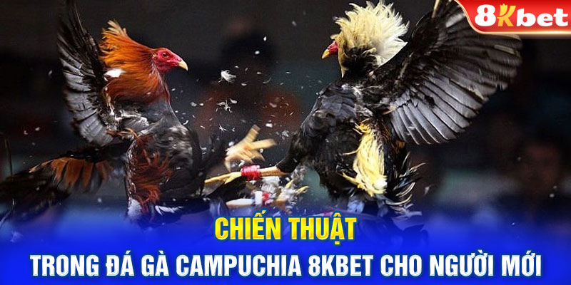 Chiến thuật trong đá gà Campuchia 8KBET cho người mới