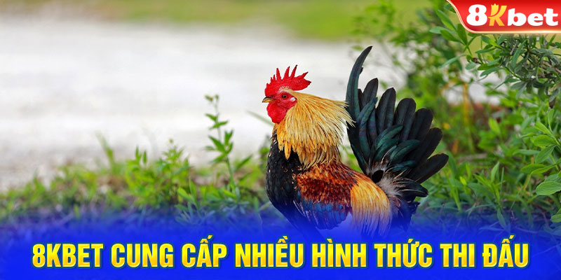 8KBET cung cấp nhiều hình thức thi đấu