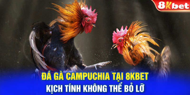 Đá Gà Campuchia Tại 8kbet - Kịch Tính Không Thể Bỏ Lỡ