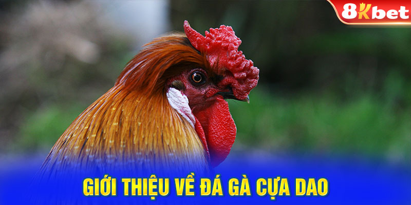 Giới thiệu về đá gà cựa dao