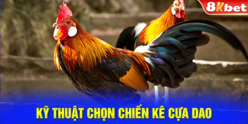 Kỹ thuật chọn chiến kê cựa dao